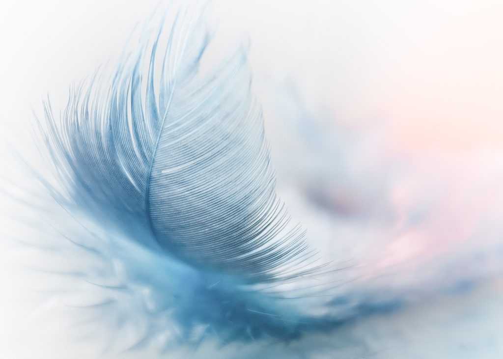 Une plume bleue dans un flou rose-orangé.